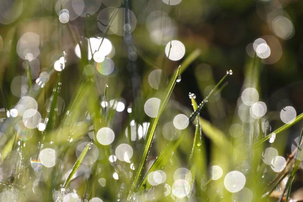 Gouttes Dans Herbe — Photo