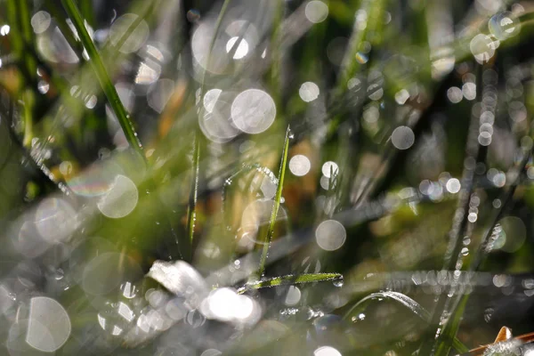 Drops Grass — Stock Photo, Image