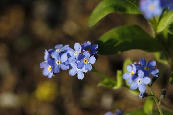 Beautiful Flowers Spring — Stock Photo, Image