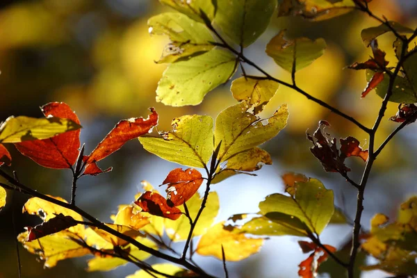 10月 秋の色鮮やかな葉 ロイヤリティフリーのストック写真