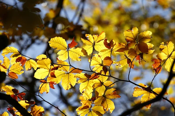 10月 秋の色鮮やかな葉 ストック画像