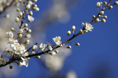Nisan, meyveler çiçek açar, bahar