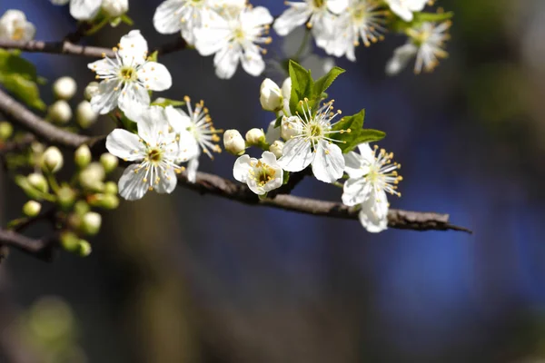 Abril Los Frutos Florecen Primavera — Foto de Stock