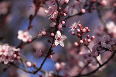 doğa ağacında çiçekler