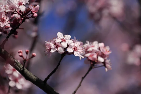 Doğa Ağacında Çiçekler — Stok fotoğraf