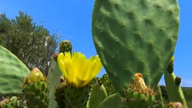 Çiçek yenilebilir Hint inciri (Opuntia ficus-indica) kaktüs bitkileri, İtalya