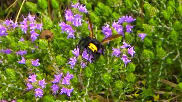 Mamutí Wasp Megascolia Maculata Flavifrons Hledání Nektaru Keři Tymiánu Itálie — Stock video