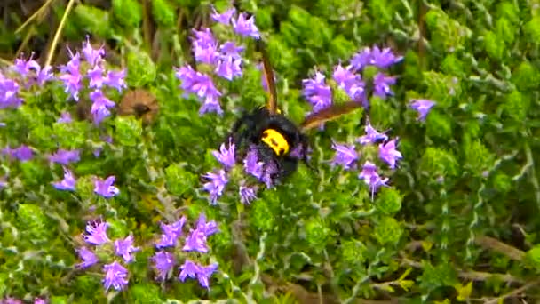 Guêpe Mammouth Megascolia Maculata Flavifrons Recherche Nectar Sur Buisson Thym — Video