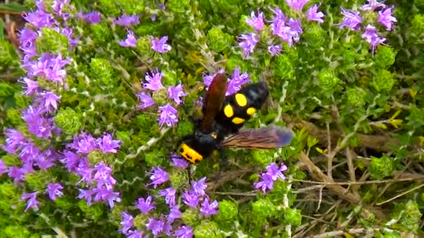猛犸黄蜂 Megascolia Flavifrons 在意大利百里香灌木上寻找花蜜 — 图库视频影像