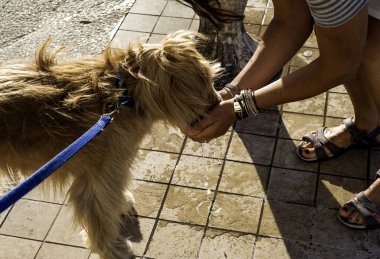 Köpek içme suyu sıcak yaz gününde kadının elinden