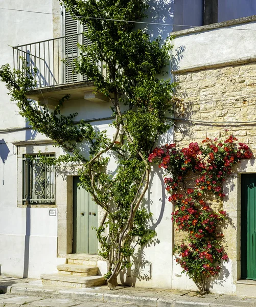 stone wall decorated by a floral plant in a restored farmhouse in the Apulia countryside. Italy