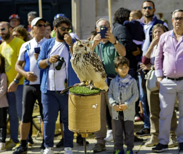 Molfetta Talya Ekim 2017 Molfetta Nın Ana Meydanı Nda Şahinle — Stok fotoğraf