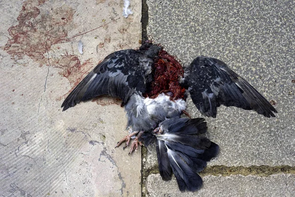 Tote Taube Auf Asphaltstraße — Stockfoto