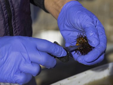 balıkçı bir deniz kestanesi hamuru yemeyi bıçakla temizler.