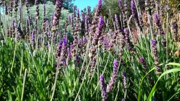 Arbustos Lavanda Primer Plano Jardines Con Floreciente Lavanda Las Abejas — Vídeo de stock