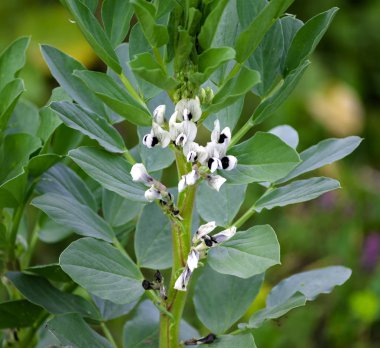 Çok renkli çiçek açan organik olarak yetiştirilen geniş fasulyenin yakın çekim