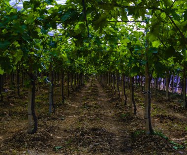 Puglia sofralık üzüm ekimi, vidalar uzunlamasına yerleştirilir ve sözde 