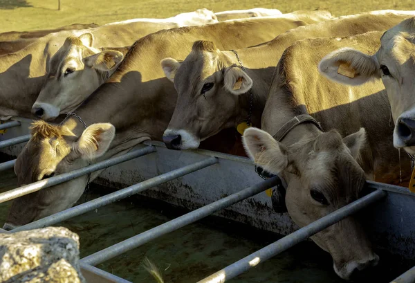 Algumas Vacas Bebendo Água Após Pastoreio — Fotografia de Stock