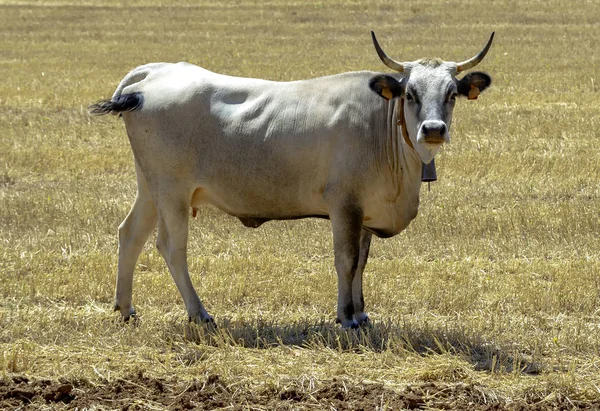 Коровы Лугу Сельский Пейзаж Апулии — стоковое фото
