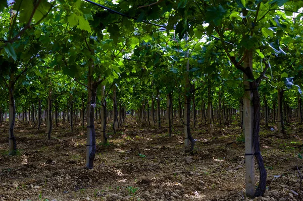 Cultivo Uvas Mesa Puglia Los Tornillos Colocan Longitudinalmente Están Protegidos —  Fotos de Stock