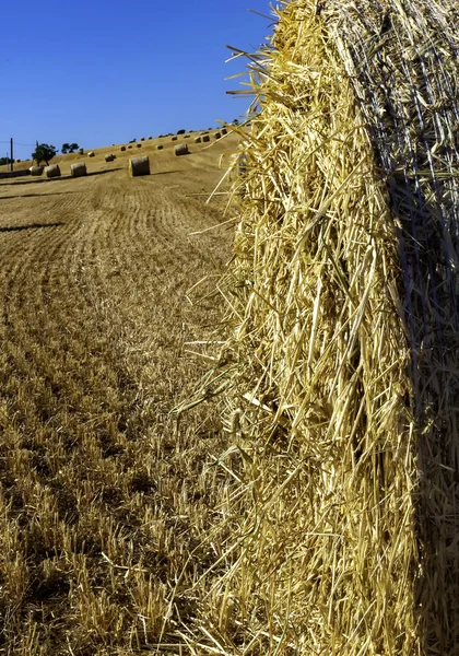 Hasat edilmiş, biçilmiş çimenler. Kesilen çimler rulo haline getirilir. kırsal Puglia, İtalya