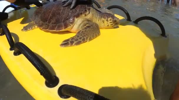 意大利玛格丽塔迪萨沃亚 2019年7月20日 海上救援人员已找到一只被渔网缠住的海龟 — 图库视频影像