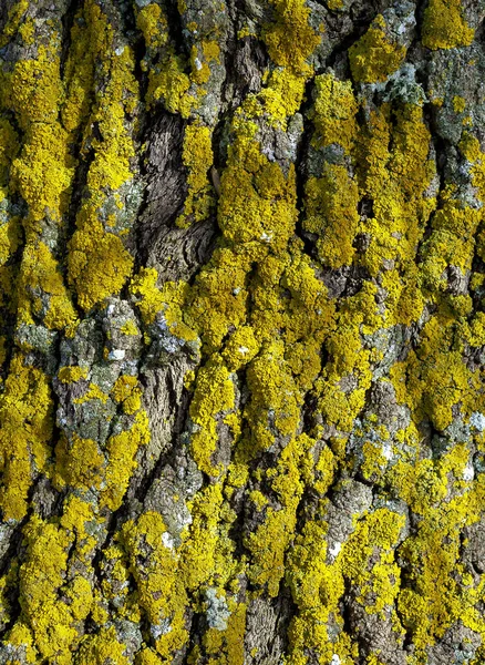 Full Frame Mossy Overgrown Bark Detail — Stock Photo, Image