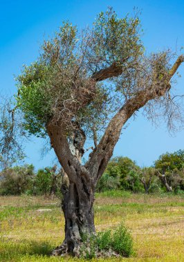 İstila edilmiş zeytin ağaçları (bakteri Xylella Fastidiosa), Salento, Güney İtalya