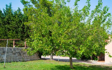 Bahçedeki ağaçta olgunlaşmış dut. Doğa