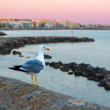 Gelibolu, Apulia 'nın korkuluklarına yerleşmiş bir martı. İtalya