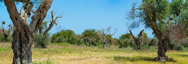 意大利南部Salento被砍橄榄树 Xylella Fastidiosa — 图库照片