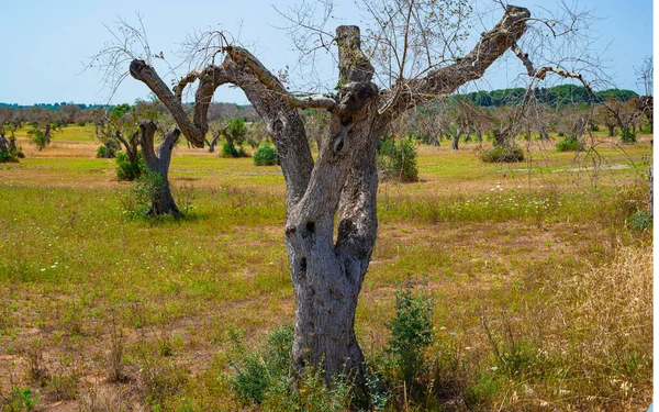 意大利南部Salento被砍橄榄树 Xylella Fastidiosa — 图库照片