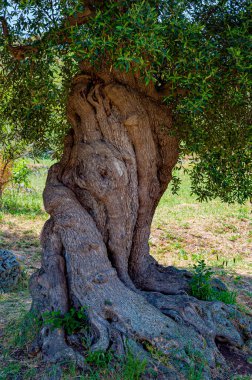 Bir yığın eski zeytin ağacı.