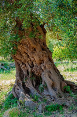 Bir yığın eski zeytin ağacı.