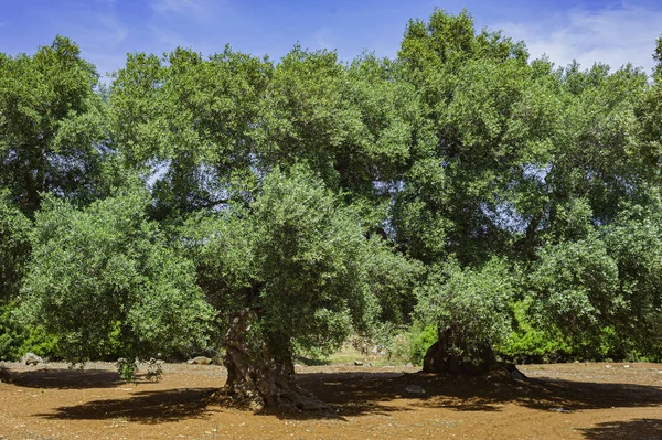旧橄榄树的核 — 图库照片