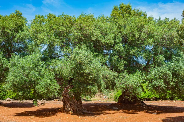 Bir yığın eski zeytin ağacı.