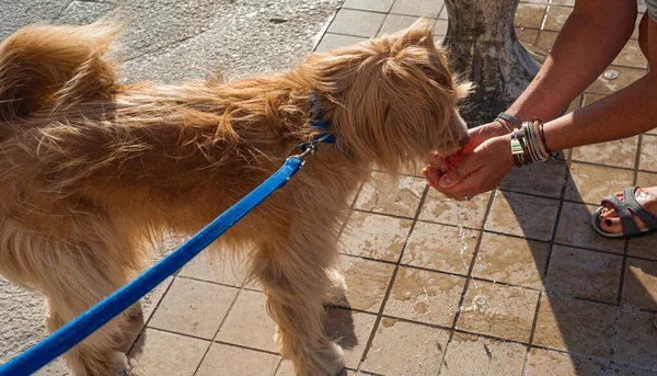 Dog Drinks Water Hands Woman Park — Stock Photo, Image