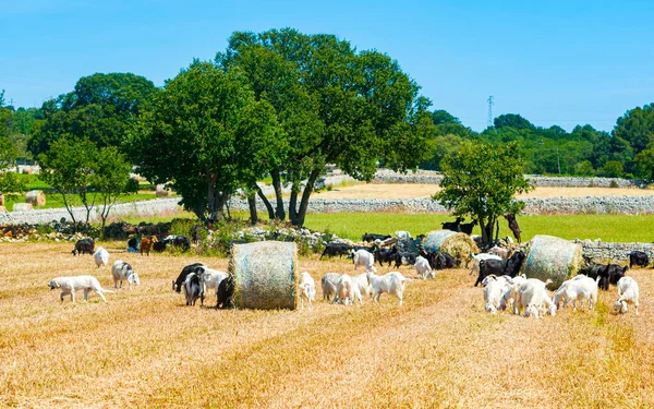 Often in the countryside of Puglia the goats, cows and horses graze among the Rolls of haystacks in the fields.