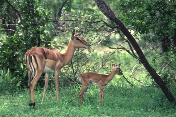 Impala —  Fotos de Stock