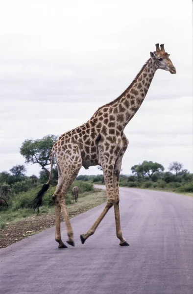 Giraffe — Stockfoto