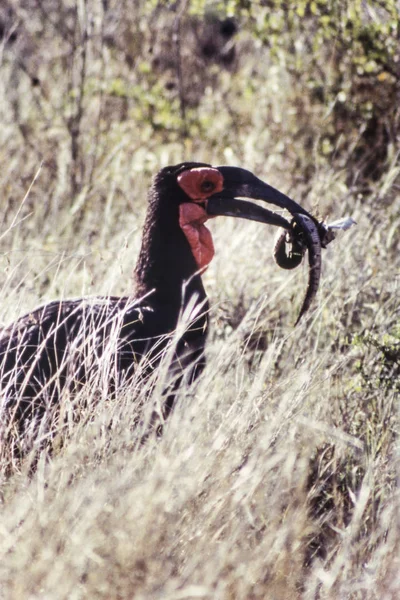 Ziemia Hornbill Bucorvus Leadbeateri Park Narodowy Krugera Mpumalanga Południowy Afric — Zdjęcie stockowe