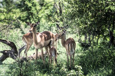 Impala (Aepyceros melampus), Kruger National Park, Mpumalanga, Güney Afrika