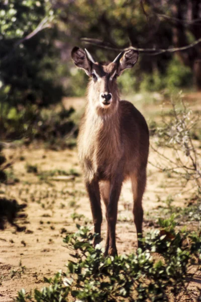 Waterbuck — Stock Photo, Image