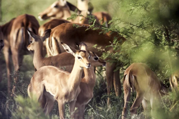 Impala Aepyceros Melampus Kruger National Park Mpumalanga África Sul — Fotografia de Stock