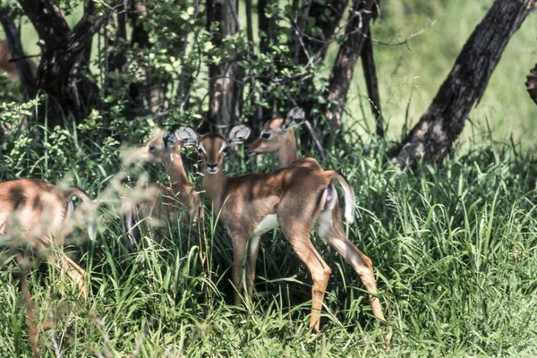 Impala Aepyceros Melampus Parque Nacional Kruger Mpumalanga Sudáfrica —  Fotos de Stock