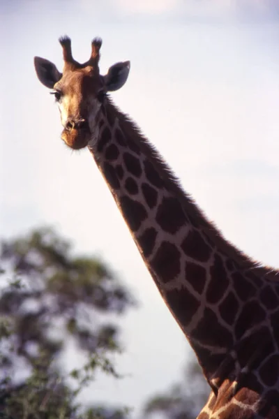 Jirafa Giraffa Camelopardalis Parque Nacional Kruger Mpumalanga Sudáfrica —  Fotos de Stock