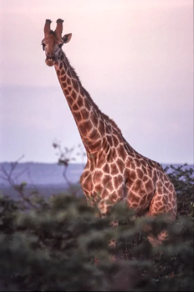 Giraffe Giraffa Camelopardalis Kruger Nationalpark Mpumalanga Südafrika — Stockfoto