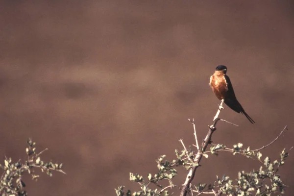 Redbreasted zwaluw — Stockfoto