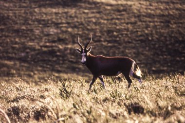 Blesbok (mürdüm) Mololotja Milli Parkı, Svaziland, Afric