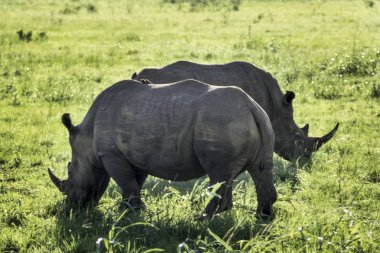 Beyaz Rhino (Ceratotherium simum) Hluhluwe Milli Parkı, Kwa Zulu Natal, Güney Afrika